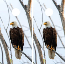 Load image into Gallery viewer, "Eagle Nature Cornhole Game Boards Decals Wraps Cornhole Board Wraps and Decals Cornhole Skins Stickers Laminated Cornhole Wraps KT Cornhole "